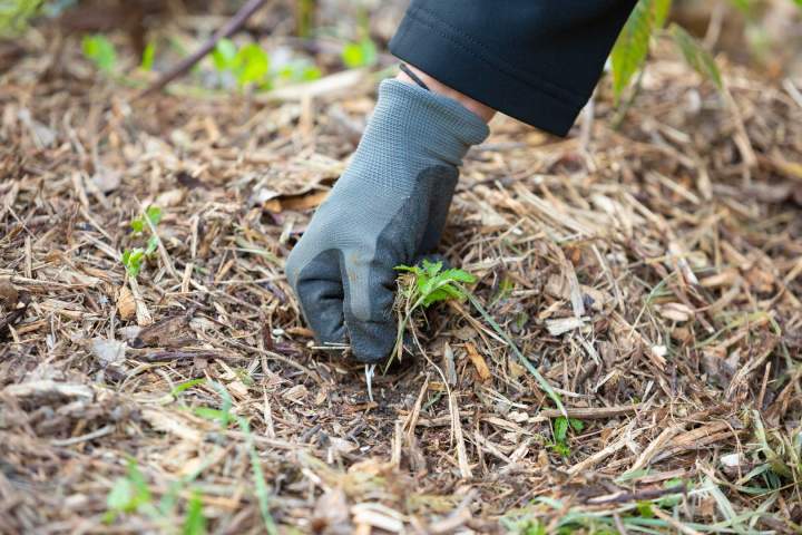 Entretien de jardins Mornant