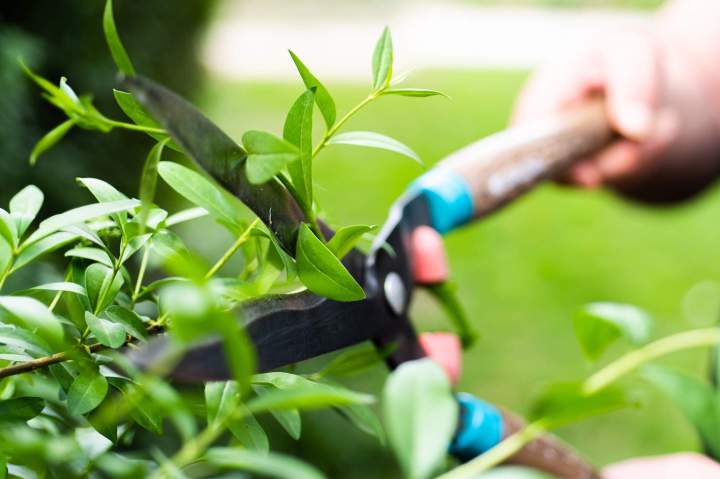 Service création et entretien jardin Mornant